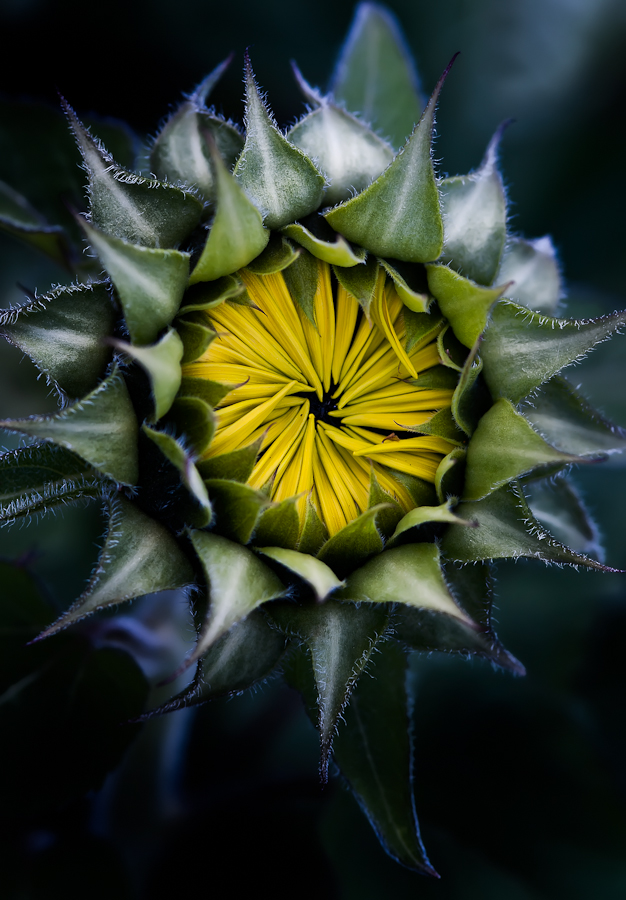 Sunflower Sunrise by Lynn Wiezycki - Nature Up Close Flowers ( helianthus annuus, petals, sunflower, yellow, bud, flower )