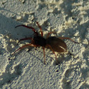 Ground sac spider