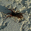 Ground sac spider