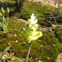 Wild Hyacinth