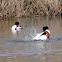 Common Shelduck