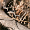 Stick Insect