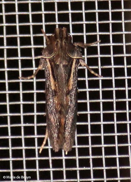 Spotting Image 1