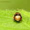 Charlie Brown flea beetle