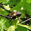 Some grasshopper