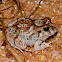Ornate Burrowing Frog