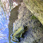 Green Frog