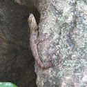 Gecko (?)