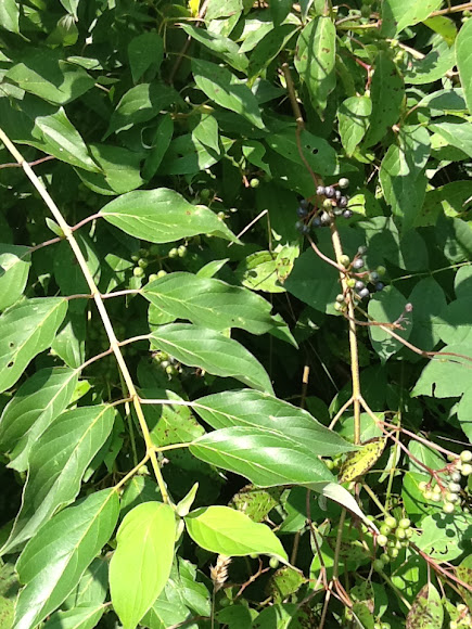 Spotting Image 1