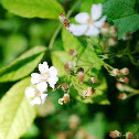 Wild rose