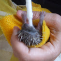 Baby hedgehog