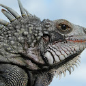 Iguanas