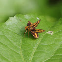 Lesser Dart