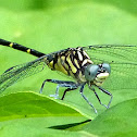 Eastern Least Clubtail Dragonfly