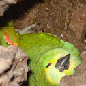 Blue-fronted Amazon