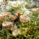 Lichen