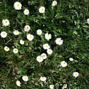 Daisy