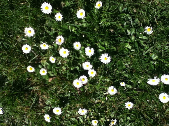Spotting Image 1