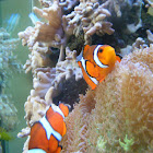 False clown fish