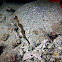 Robust Ghost Pipefish