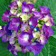 Hydrangea