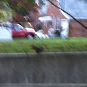 Grey Squirrel