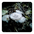 Royal fly agaric