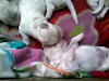 Cachorros Maltes En Venta