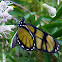 Dero Clearwing