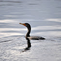 Double Crested Cormorant