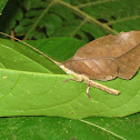 Leaf Katydid