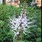 Cat's whisker