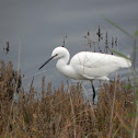 Little Egret