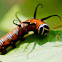Common Crow Caterpillar