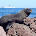 New Zealand Fur Seal