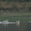 spot billed palican
