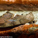 Small necklace moth