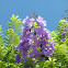 Jacaranda