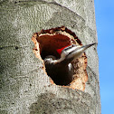 Pileated Woodpecker