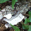 Shelf fungus