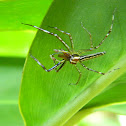 jumping spider