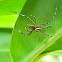 jumping spider