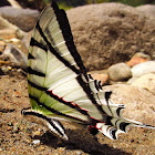 Kite Swallowtail