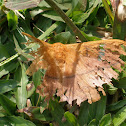 Moth