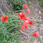 corn poppy