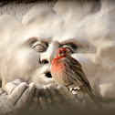 House Finch