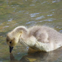 Canada Goose (Gosling)