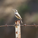 Rock Wren