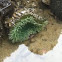 Giant Green Sea Anemone