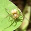 Araña de huerto, Orchard spider